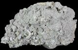 Partial Crystal Filled Fossil Whelk - Rucks Pit, FL #69075-1